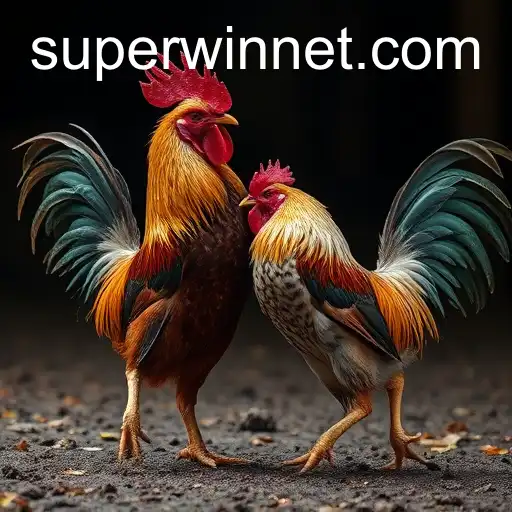 Exploring the Controversial World of Cockfighting: The Role of SUPERWIN